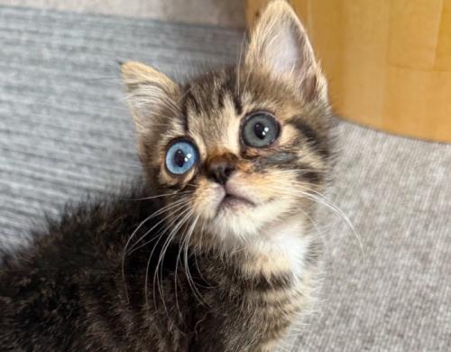 オッドアイの子猫