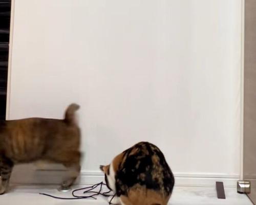 立ち去るキジ猫、紐で遊ぶ三毛猫