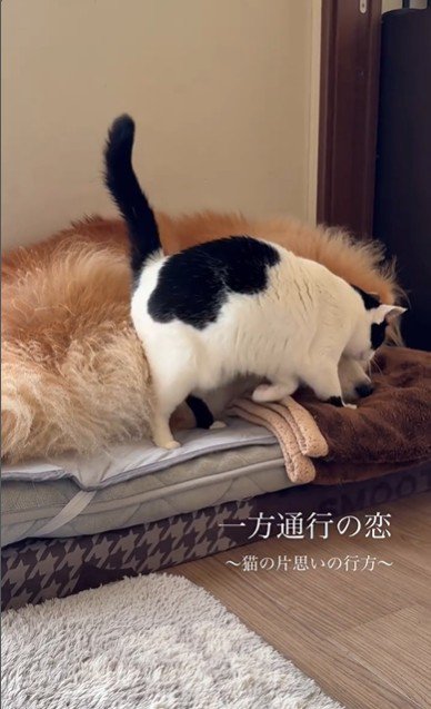 犬にすり寄っている猫