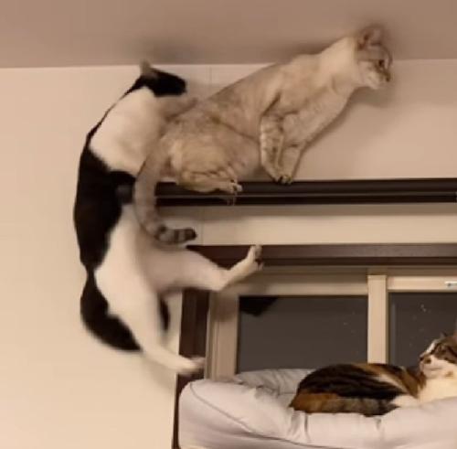 落ちそうになる猫