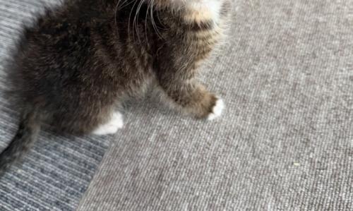 子猫の足元