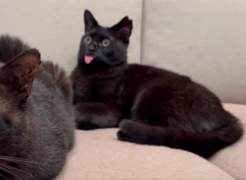 舌を出す黒猫
