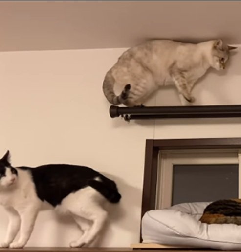 睨む猫