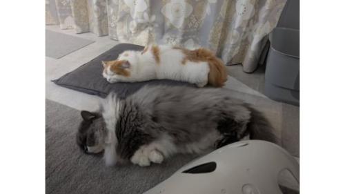 寝ている猫
