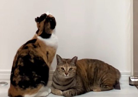 見上げる三毛猫の横にキジ猫（アップ）