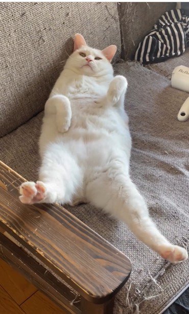 仰向けで寝ている猫