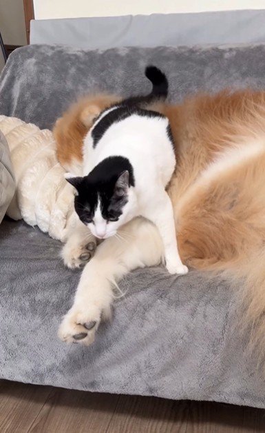 犬にすり寄っている猫
