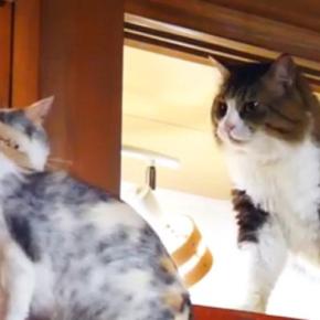 お気に入りの場所に行きたい猫→先住猫に通せんぼされてしまった結果…驚きの光景が37万再生「平和的解決ですごい」「本当に賢い」と称賛の声