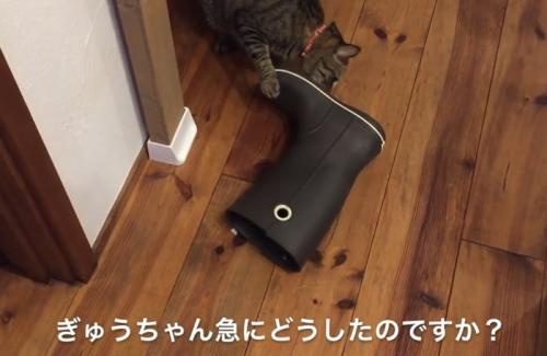 長靴の靴底を齧る猫