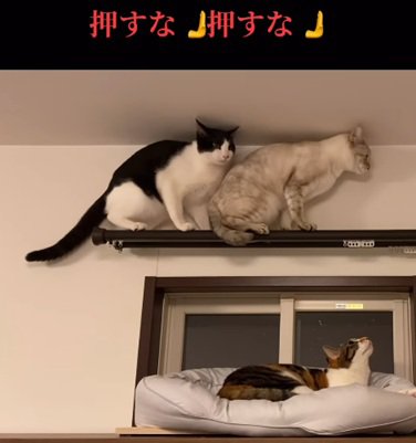 カーテンレールに乗る2匹の猫
