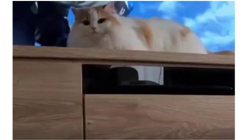 テレビ前の猫