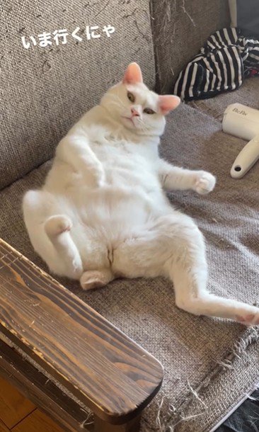 仰向けで寝ている猫
