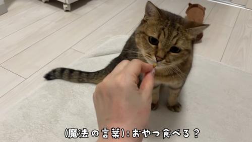 おやつを食べる猫