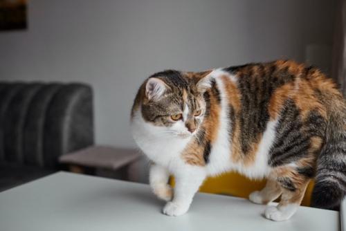 後ろが気になる猫