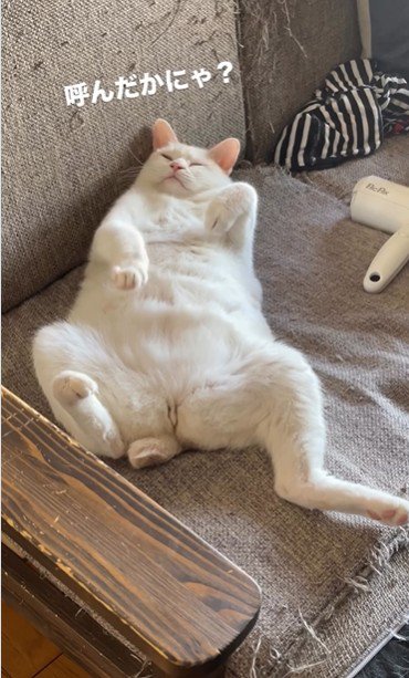 仰向けで寝ている猫