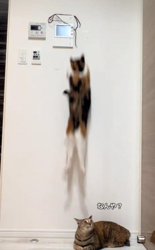 落下する三毛猫と見上げるキジ猫