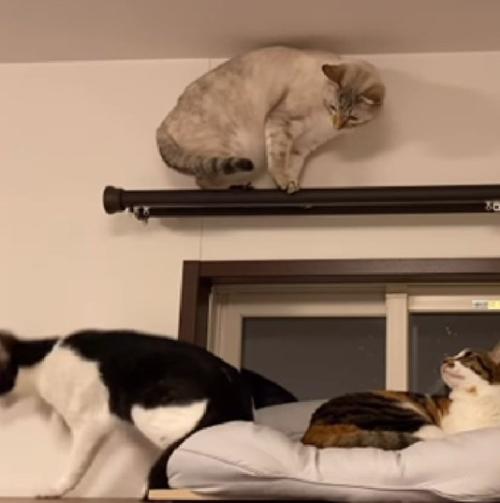 様子を見つめる猫