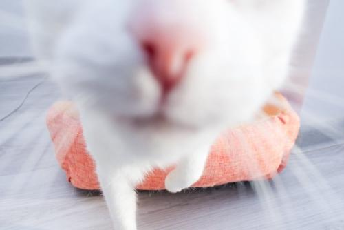 接近してくる猫