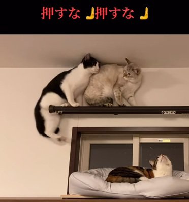 押される猫