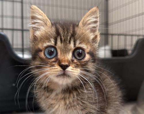 子猫の顔