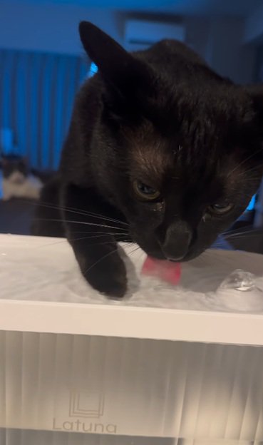 右手を水につける猫