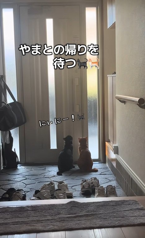 玄関で待っている猫達