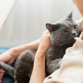 猫がする『甘えと依存』で異なるポイント3つ　見極める方法はある？注意が必要なケースまで解説