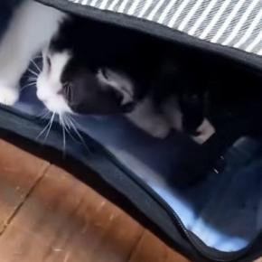 『初めての部屋』にやってきた子猫たち→部屋の中を探検して…微笑ましい光景に癒される人が続出「楽しそうで可愛いｗ」「いい距離感」