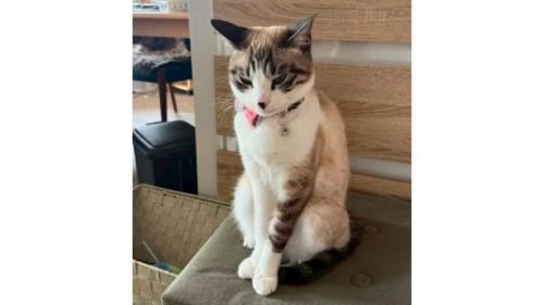 室内にいる猫