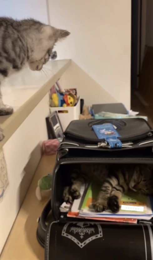 カウンターの上からランドセルの中を見つめる子猫（字幕なし）