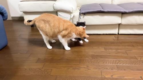 ソファの近くにいる子猫と成猫