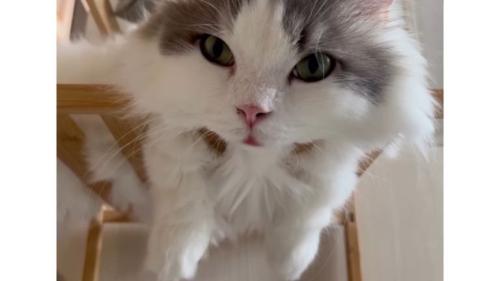室内にいる猫
