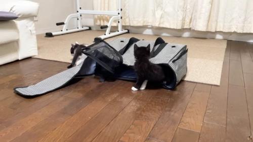 キャリーバッグから出てきた2匹の子猫