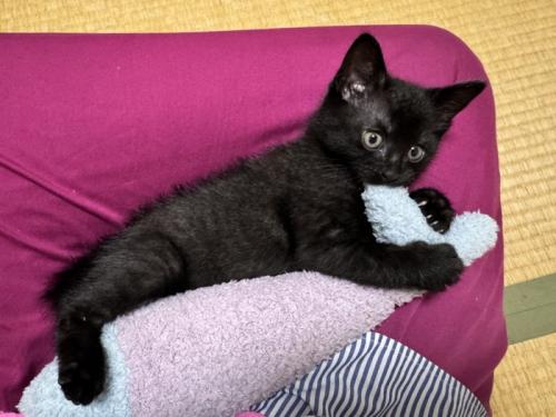 スカートの上でおもちゃで遊ぶ子猫