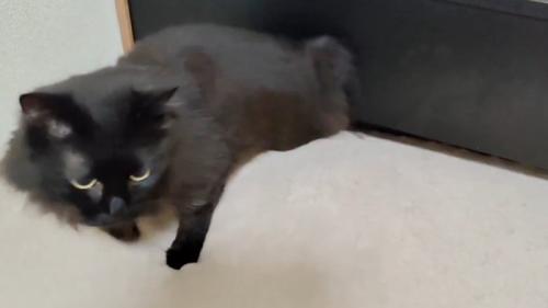 しれっとした表情でベッドの隙間から出てきた黒猫