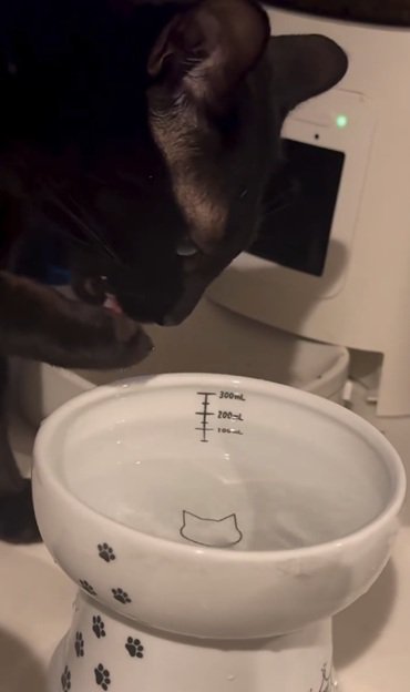 手を舐める猫
