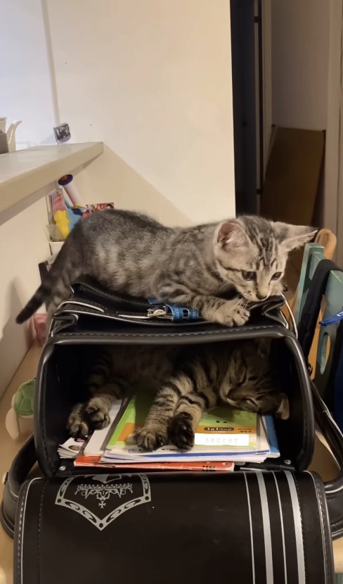 ランドセルの中と上にいる2匹の子猫