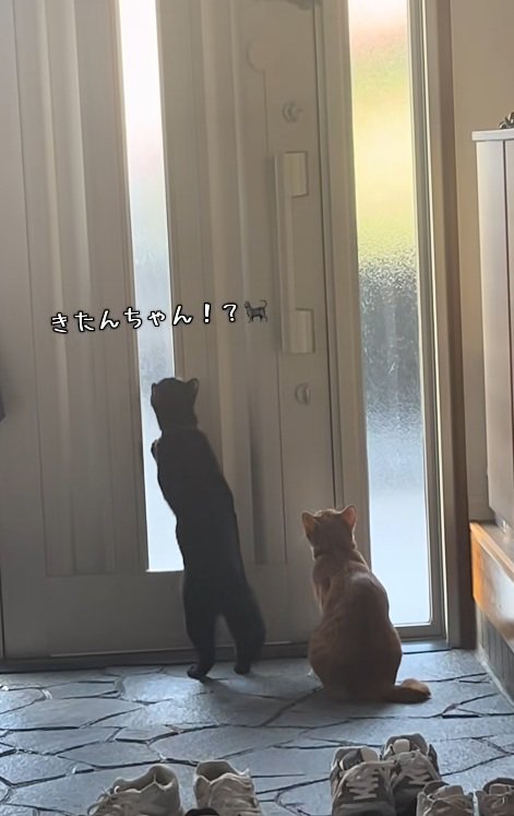 玄関で待っている猫達