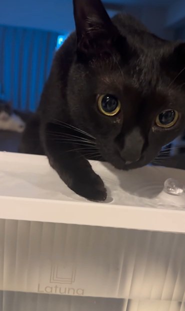 見つめる猫