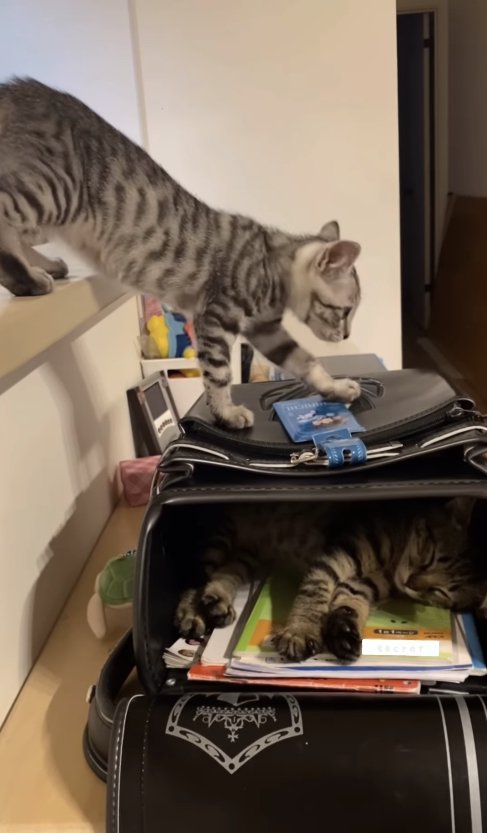 ランドセルの上に両前足を乗せている子猫