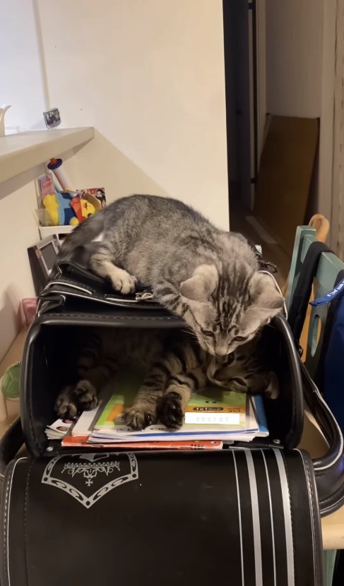 ランドセルの上から中を覗き込もうとしている子猫