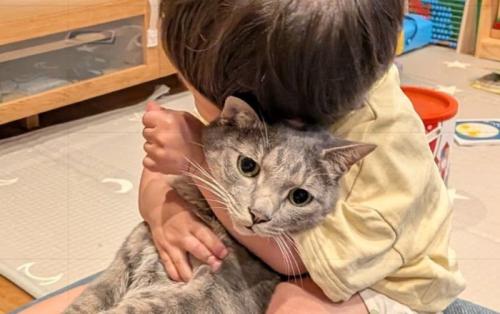 虚無顔の猫