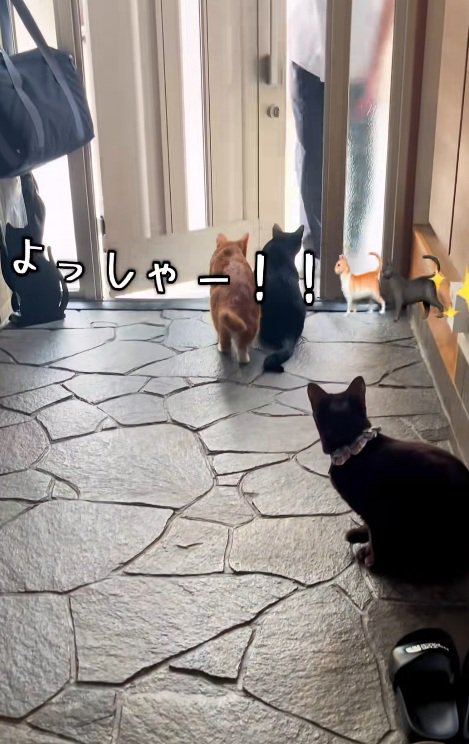 玄関ででむかえる猫達