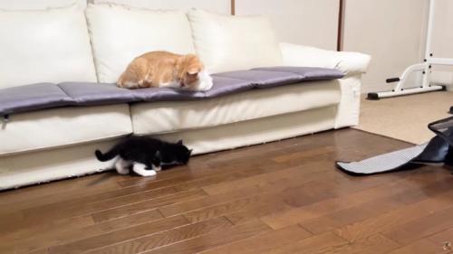 ソファに座る成猫とソファの下で遊ぶ子猫