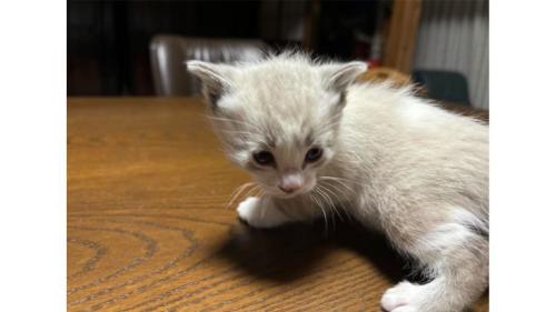 室内にいる猫
