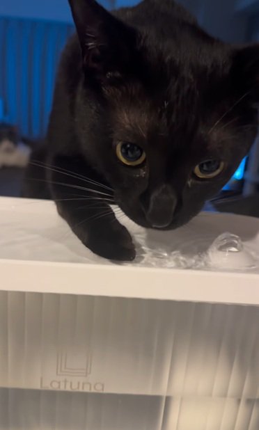 水を飲む猫