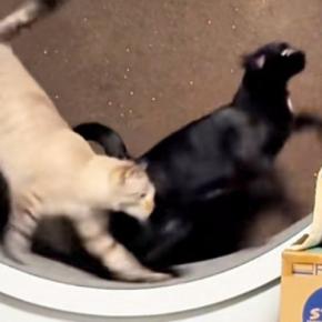 キャットホイールで2匹の猫が『仲良く走ってる』と思ったら…予想外の『文句が止まらない光景』が22万再生「めっちゃ言ってるｗ」と爆笑の声