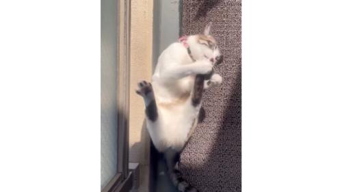 寝転がる猫
