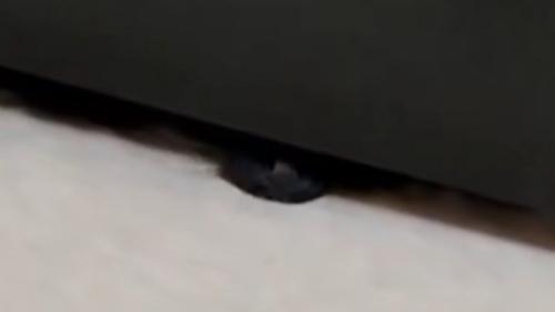 黒猫の鼻