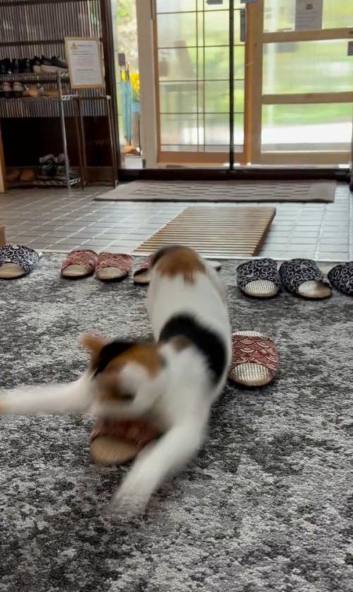 飛び掛かる猫